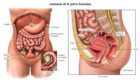 Pólipo del útero, cuello, dentro, imagenes, tratamiento ...
