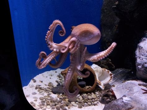 Polipo   Foto di Acquario di Genova, Genova   TripAdvisor