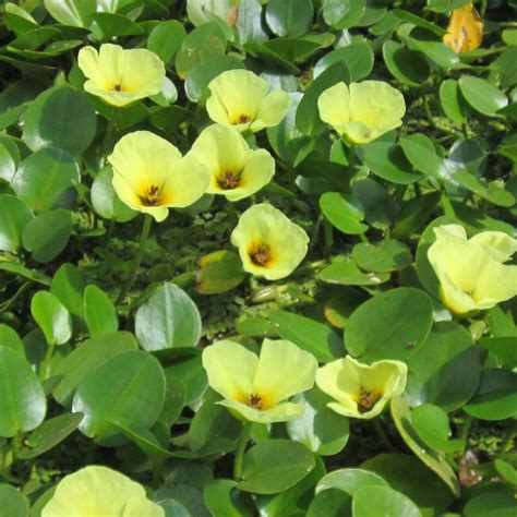 Pond Plants   Buy Best Price Pond Plants, Water lilies ...