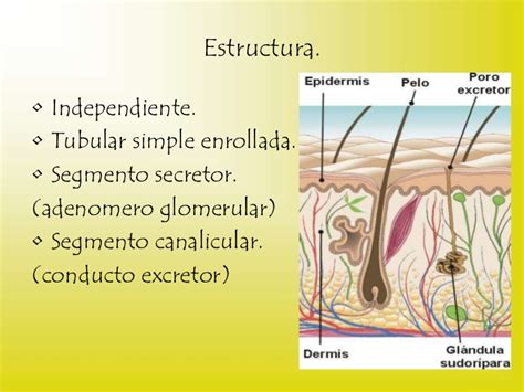 Ponencia glandulas sudoriparas ecrinas