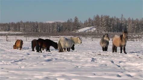 Pony / Jakutien / Sibirien Videokollektion in HD ...