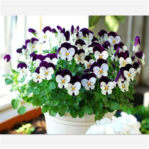 Popular Pansy Plant Buy Cheap Pansy Plant lots from China ...