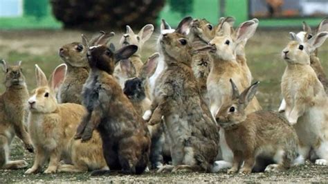 Por qué en realidad los conejos no se reproducen como ...