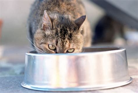 ¿Por qué es especial la comida para gatos de Mercadona ...