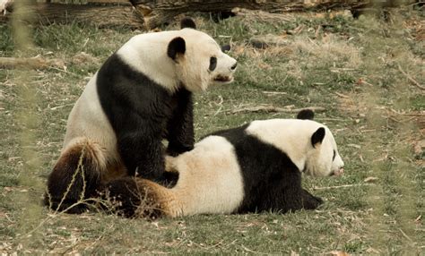 ¿Por qué es tan difícil el apareamiento de los osos panda ...