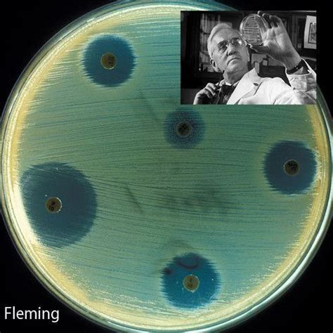 ¿Por qué Fleming descubrió la penicilina?   Porque.es