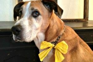 ¿Por qué hay perritos con un lazo amarillo?   Blog de ...