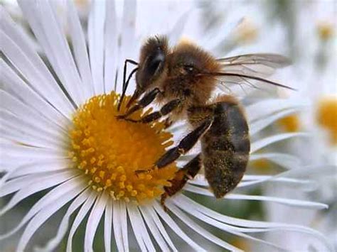 ¿Por qué las abejas producen miel? | Razones   YouTube