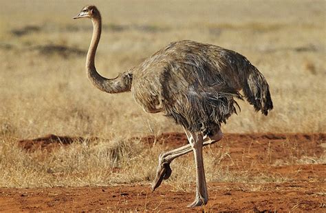 ¿Por qué las avestruces no vuelan?   Saberia