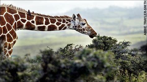 Por qué las jirafas tienen el cuello tan largo  o nada ...
