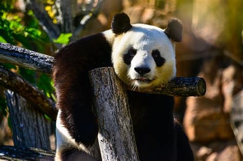 ¿Por qué los Osos Panda Están en Peligro de Extinción ...