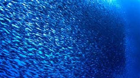 ¿Por qué los peces se agrupan formando bancos?   RTVE.es