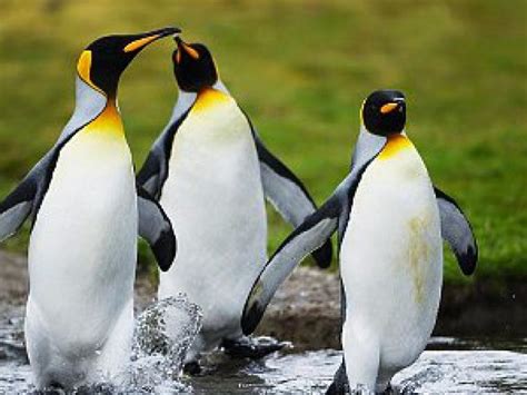 ¿Por qué los pingüinos no vuelan?
