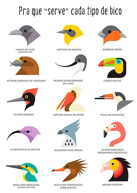 Por que os bicos das aves são diferentes | Evolução ...