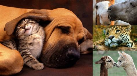 ¿Por qué se celebra hoy el Día del Animal? | PROTECCION ANIMAL