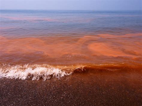 ¿Por qué se producen las mareas rojas en las rías gallegas?