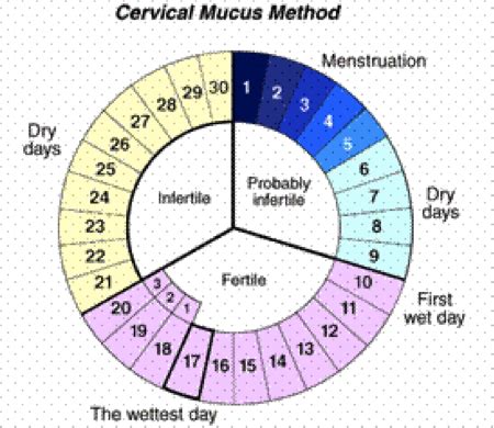 Portafolio Biología: Ciclo menstrual