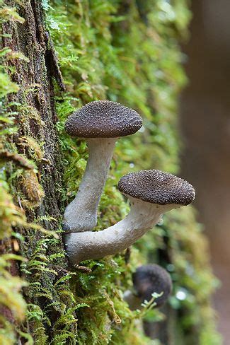 Portal:Fungi   Wikipedia