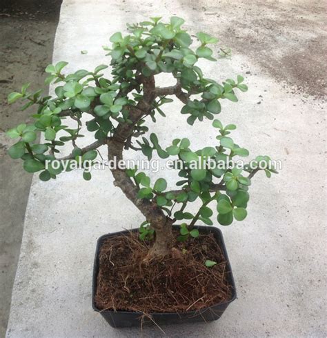 Portulacaria Afra Bonsai   Jade Plant    Buy Bonsai Plant ...