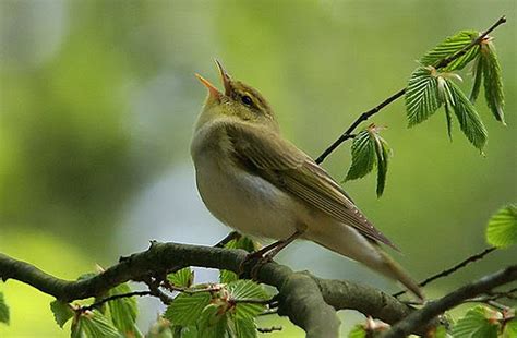 Post: Investigarán relación entre el canto de las aves y ...