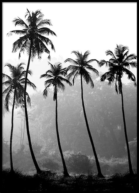 Poster | Bild mit Fotografie von Palmen in Schwarz Weiß ...