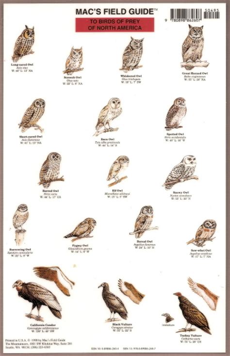 Poster Birds of America images