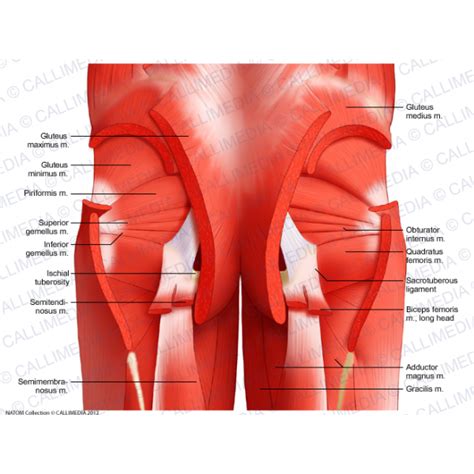 Posterior Muscle Anatomy | www.imgkid.com   The Image Kid ...