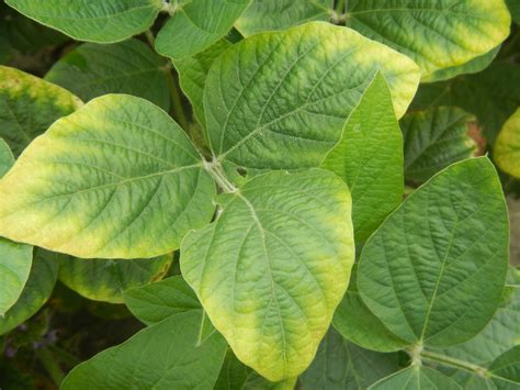 Potassium Deficiency In Soybeans | www.imgkid.com   The ...