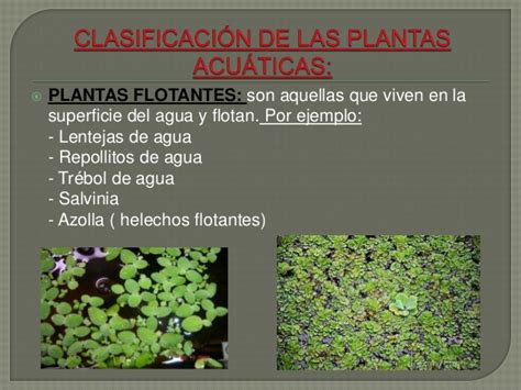 PowerPoint   Las plantas acuáticas y terrestres