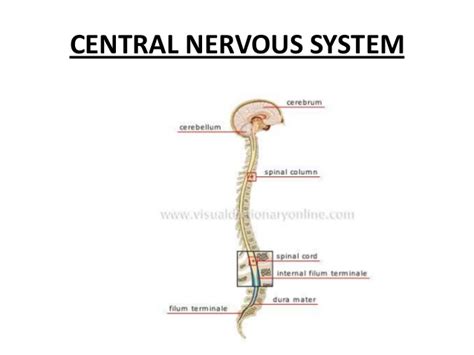 Powerpoint nervous system