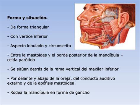 PPT   Anatomía: Glándula Parótida PowerPoint Presentation ...