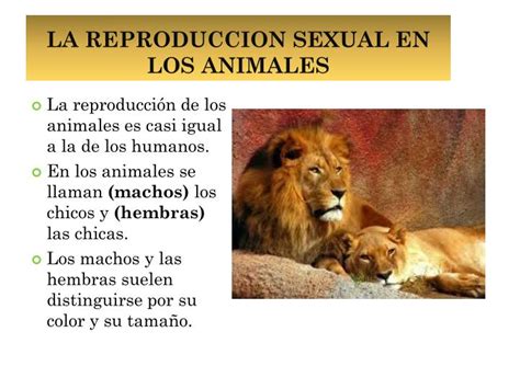 PPT   LA REPRODUCCION DE LOS ANIMALES PowerPoint ...