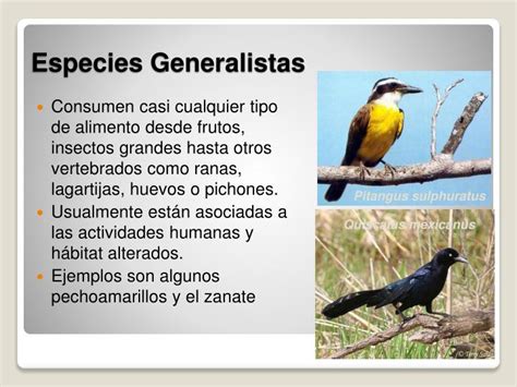 PPT   ¿Qué son las Aves? PowerPoint Presentation   ID:1864419