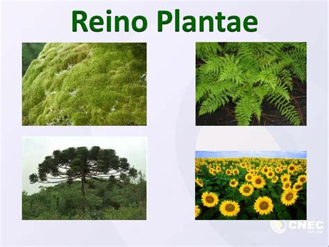 PPT   Reino Plantae PowerPoint Presentation   ID:3897550