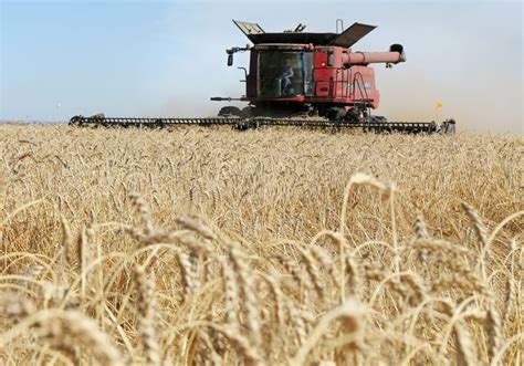Prairie wheat bids down with U.S. futures | The Western ...