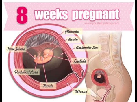 pregnancy week 8 weeks pregnant   YouTube