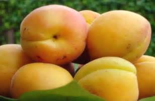 Pregon Agropecuario :: Catálogo de frutas: DAMASCO ...