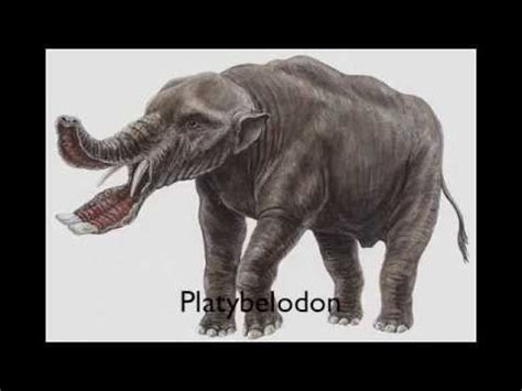 PREHISTORIC ANIMALS A TO Z   YouTube