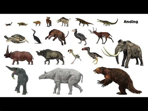 Prehistoric Animals   Picture Play   YouTube