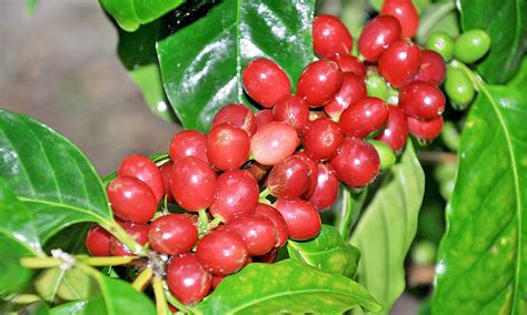 Presenta variedades de café resistentes a Roya   El Caribe
