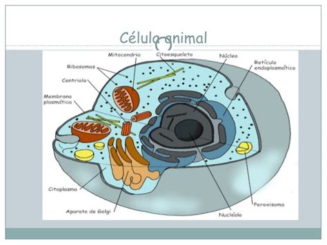 Presentacion de la celula y sus organelos
