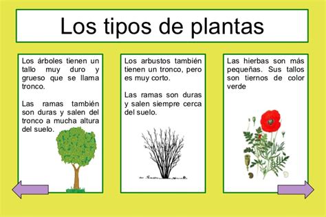 Presentacion impress  Las plantas