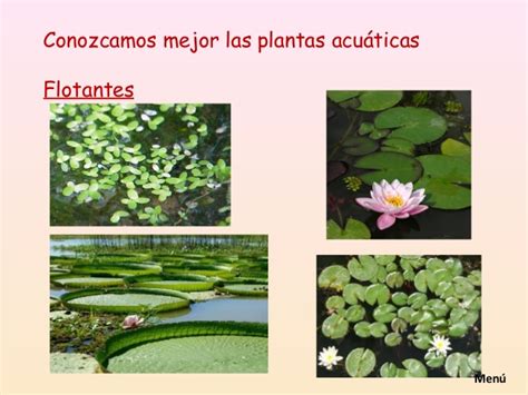 presentacion plantas acuaticas vir