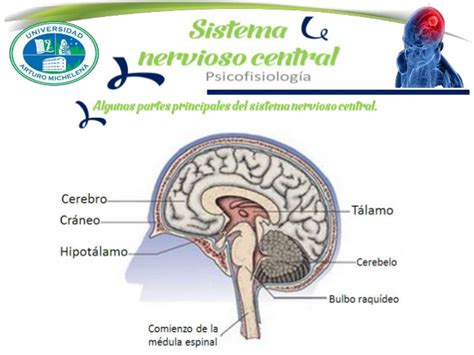 Presentacion Sistema Nervioso Central.