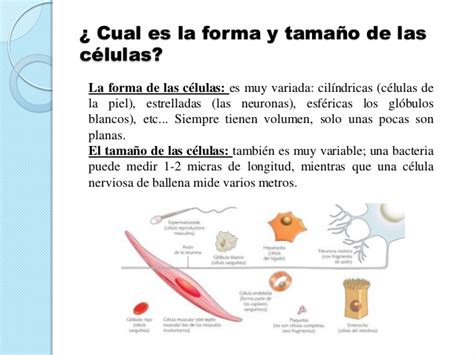 Presentación sobre  las células  definición.