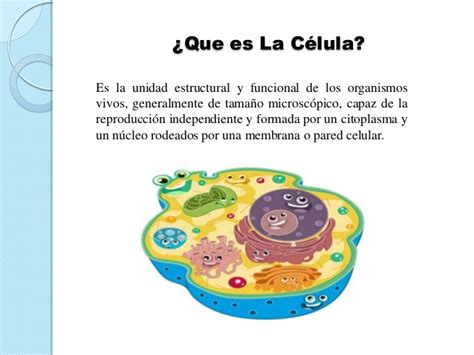 Presentación sobre  las células  definición.