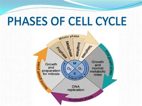 Presentation on cell cycle