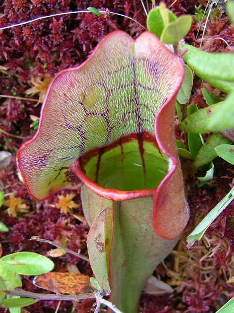 Press Resources: An Inside Look at Pitcher Plants 4/1/13 ...