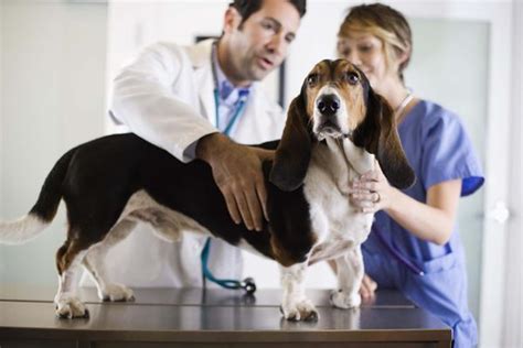 Preventative Pet Health Care Has Been Steadily Decreasing ...