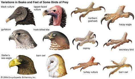 prey, bird of: variations in beaks and feet of some birds ...